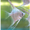 Skalár amazonský - Santa Isabel (Pterophyllum scalare sp. Santa Isabel)