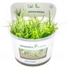Dennerle Plants Juncus repens CUP - 1 ks