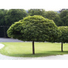 Javor mliečny Globosum na 200-220 cm kmienku, výška 230-280 cm, kont. C10