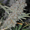 Phoenix Seeds - Sweet Tooth Express Auto 5 ks - Semená neobsahujú THC.