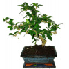 Izbová bonsaj Carmona microphylla - čaj fuki 374