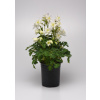 Aquilegia hybrida Earlybird Mixture 1000 semien