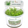 Dennerle Plants Ludwigia arcuata CUP - 1 ks