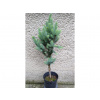 Picea pungens - Iseli Fastigiata Výška: 70 - 80cm, 3L