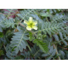 Kotvičník zemný - Rastlinná viagra (Tribulus terrestris)