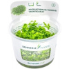 Dennerle Plants Micranthemum tweediei CUP - 1 ks