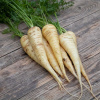 BIO Mrkva biela Küttiger - Daucus carota - bio semená - 200 ks