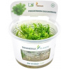Dennerle Plants Pogostemon deccanensis CUP - 1 ks