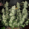 Phoenix Seeds - Super Kush Auto 3 ks - semená neobsahujú THC