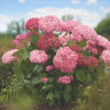 Ružové hortenzie, sadenice v 2-3 litrovej nádobe, 20-40 cm (Kytica hortenzie 'Pink Annabelle' RUŽOVÁ OVERENÁ)