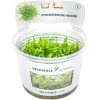 Dennerle Plants Pogostemon helferi CUP - 1 ks