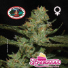 Big Buddha Seeds - Strawnana Sundae 5 ks - Semená neobsahujú THC