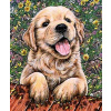 Norimpex diamantové maľovanie Šteňa labradora 30 x 40 cm