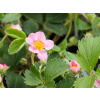 Jahôd x hybr. Pink Panda - Fragaria x hybr. Pink Panda (kontajner p9)