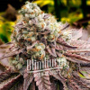 Blimburn Seeds Motorický dych s kanabisovými semienkami feminizovaný 3 pcs