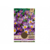 Nohel garden Šafrán, krokus botanický SIEBERI TRICOLOR 20ks