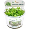 Dennerle Plants Ranunculus inundatus CUP - 1 ks