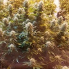 Phoenix Seeds - Super Kush 3 ks - semená neobsahujú THC