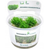 Dennerle Plants Riccardia chamedryfolia CUP - 1 ks