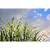 Miscanthus miskant sinensis zebrinus krémové pásy (Miscanthus miskant sinensis zebrinus krémové pásy)