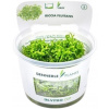 Dennerle Plants Riccia fluitans CUP - 1 ks