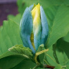 Magnolia BLUE OPAL BLUE kvety SEEDINGS (Magnolia BLUE OPAL BLUE kvety SEEDINGS)