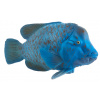 Mojo Groper modrý