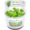 Dennerle Plants Rotala indica CUP - 1 ks