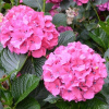 Záhrada Hydrangea 'skoré ružové sadenice Rosa' (Záhrada Hydrangea 'skoré ružové sadenice Rosa')