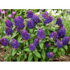 Komule Davidova Little Rockstars Purple (kontajner p12)