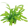 Dennerle Plants Sagittaria subulata var. pusilla - 1 ks