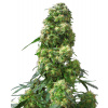 Sensi Seeds Early Skunk regular semena neobsahují THC 10 ks