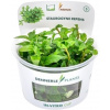 Dennerle Plants Staurogyne repens CUP - 1 ks