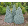 Picea glaucaSander 's Blue - Akcia