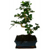 Izbová bonsaj Carmona microphylla - čaj fuki 381