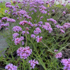 Verbena bonariensis Lollipop -železník argentínsky- AKCIA