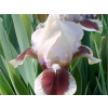 Kosatec nízky Red Heart - Iris barbata-nana Red Heart (kontajner C2)