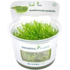 Dennerle Plants Taxiphyllum barbieri CUP - 1 ks