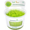 Dennerle Plants Utricularia graminifolia CUP - 1 ks