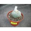 Lophophora williamsii 2345 don7cm PP0220P (Lophophora williamsii 2345 don7cm PP0220P)