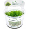 Dennerle Plants Vesicularia ferriei CUP - 1 ks