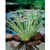 Acorus calamus Gramineus - Vlajka sladká Variegata B