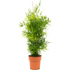 Asparagus falcatus pyramid 19x70 cm