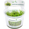 Dennerle Plants Vesicularia montagnei CUP - 1 ks