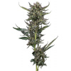Notorious THC - feminizované semienka marihuany 3 ks Humboldt Seed Company