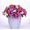 Netýkavka, Impatiens beacon Pearl Island mixture 1000 semien