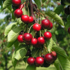 Čerešňa vtáčia Cileegio 10l Prunus Avium