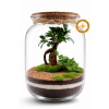 COOL Design Rastlinné terárium ZEN 33 cm – biosféra v skle s Ficus bonsai a Fittonia Green | Uzavreté terárium do bytu ako živá zen dekorácia do bytu aj kancelárie
