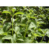 Stévia cukrová - Sladká tráva (Stevia rebaudiana (Bertoni))