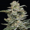 Humboldt Seed Company - Nutter Budder 3 ks - Semená neobsahujú THC